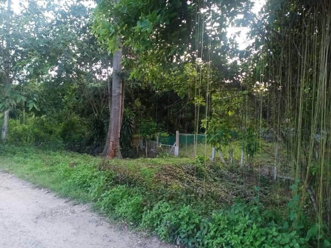 ที่ดิน ต.สันมหาพน อ.แม่แตง | 91.5ตร.ว. | 5.9แสนบาท
